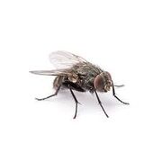 Fly image