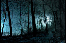 Silhouette-night-shadow-forest.jpg