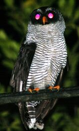 Owl-small