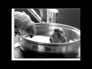 "Little_Birdie"_Narration_2