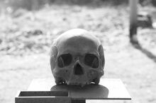 Skull-2284177 1920