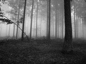 Slender forest.png (146 KB) Slender forest