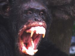 Angry chimpanzee