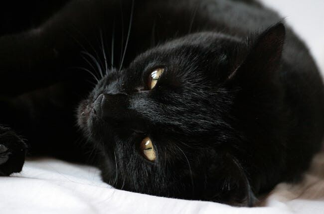 In-poland-a-black-cat-god-named-ovinnik-was-worthy-of-worship-photo-u1.jpg
