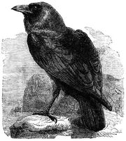 234-The-Raven-Corvus-Corax-q75-445x500