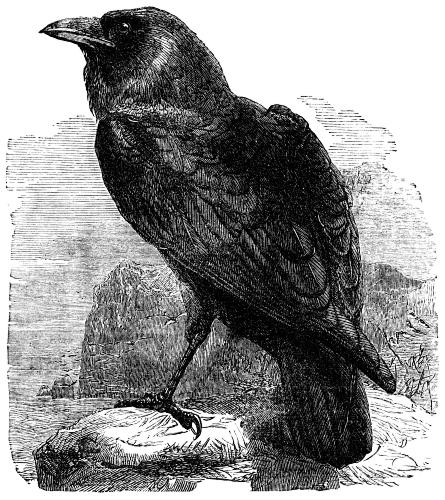 Edgar Allan Poe, The Following Wiki