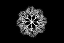 Tree-2938948 1920