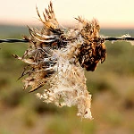 Wildlife image-humans kill tom koener.jpg
