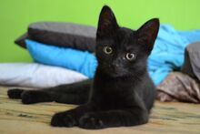Cat-907749 1920