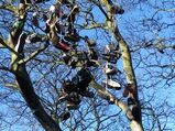 ShoeTree