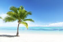 1200-5282-palm-trees-photo1.jpg