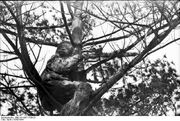 Sniper in the tree