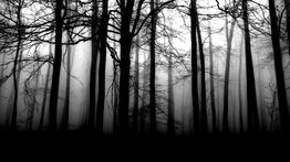 Wald 2-0.jpg