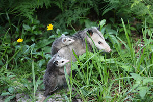 Mom opossum and babies