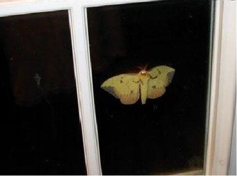 Moths | Creepypasta Wiki | Fandom