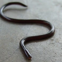 Slimy Worm Creepypasta Wiki Fandom