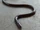 Slimy Worm