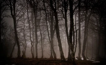 Bosque-d