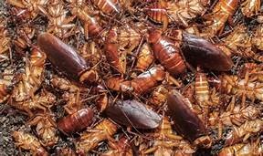 Cockroaches everywhere