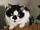 The Cat