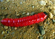 Red larva india suhas