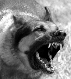 Hund-aggressiv-sw-001-001