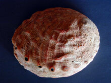 Abalone shell