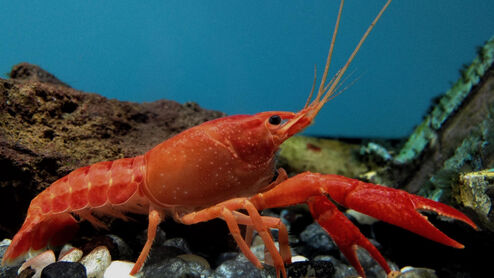 RockyTheLobster.jpg