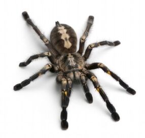 TarantulaSpider