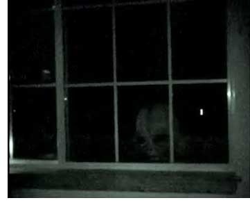 Window Man, Creepypasta Wiki