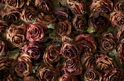 Deadroses.png
