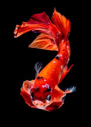 Betta-fish-nemo-4263848 1920.jpg