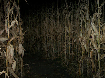 Corn maze