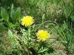 Flowers.jpg