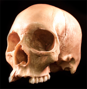 Skull