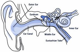 Ear