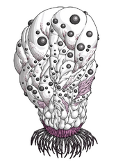 Eihort