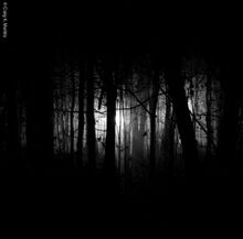 Night woods.jpg