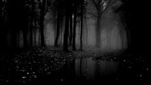 Wald 3.jpg