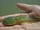 The Tadpole Story