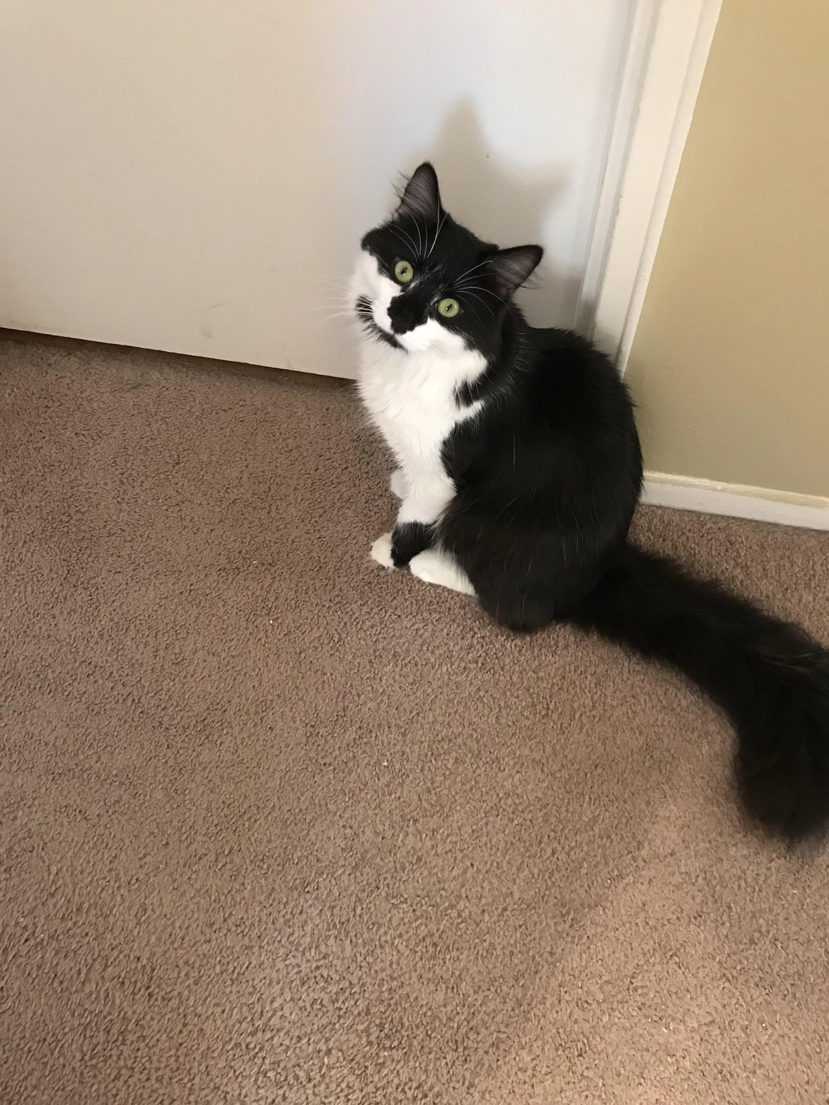 My Cat Keeps Scratching Outside My Door Creepypasta Wiki Fandom