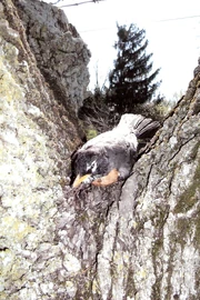 Lichens can be seen on the bark of this tree