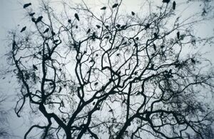 Murderofcrows.jpg