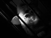 246px-Creepy Furby by awright60