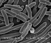 E.coli bacteria