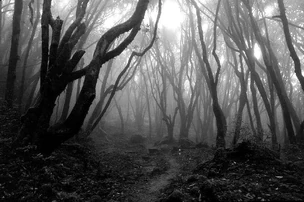 El-bosque-wallpaper