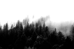 Wald 1.jpeg