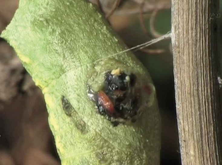 Lapidatoran | Creepypasta Wiki | Fandom