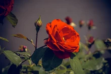 Rose-2557228 1920