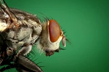 Housefly-1127619 1920